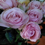 Charming Irishka Roses jardin ramifiées d'Equateur Ethiflora